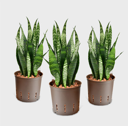 Hydro 3er Pflanzen Set Sansevieria Zeylanica