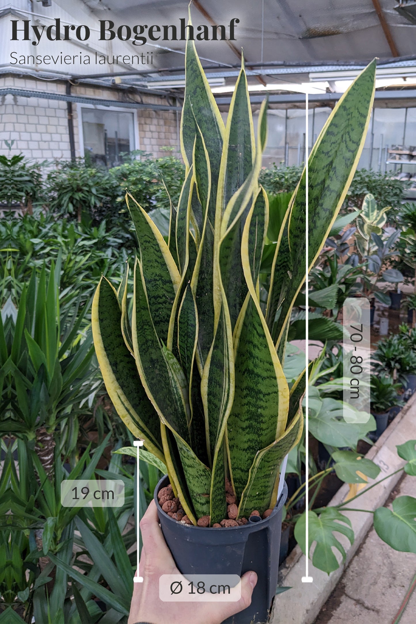 HYDRO SET XL BÜROPFLANZE Sansevieria mit klassischer Vase
