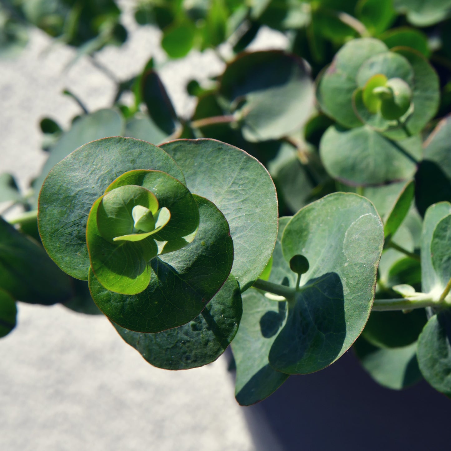 Eukalyptus Busch