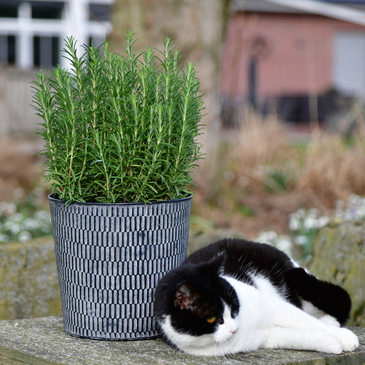 Süße Katze liegt neben einem Rosmarinbusch auf einem Stein und entspannt