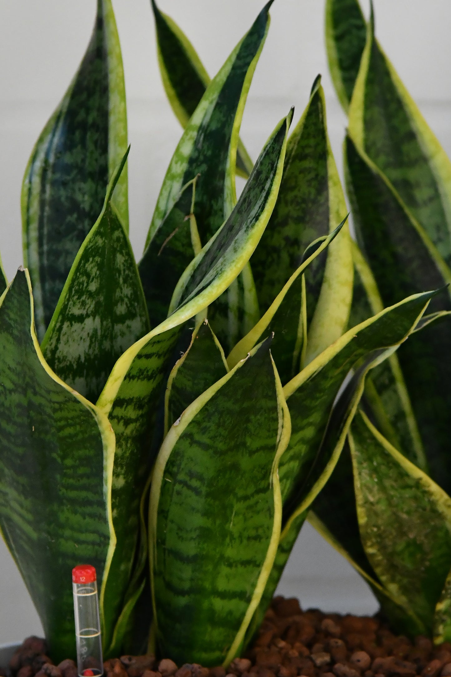 HYDRO SET XL BÜROPFLANZE Sansevieria mit klassischer Vase