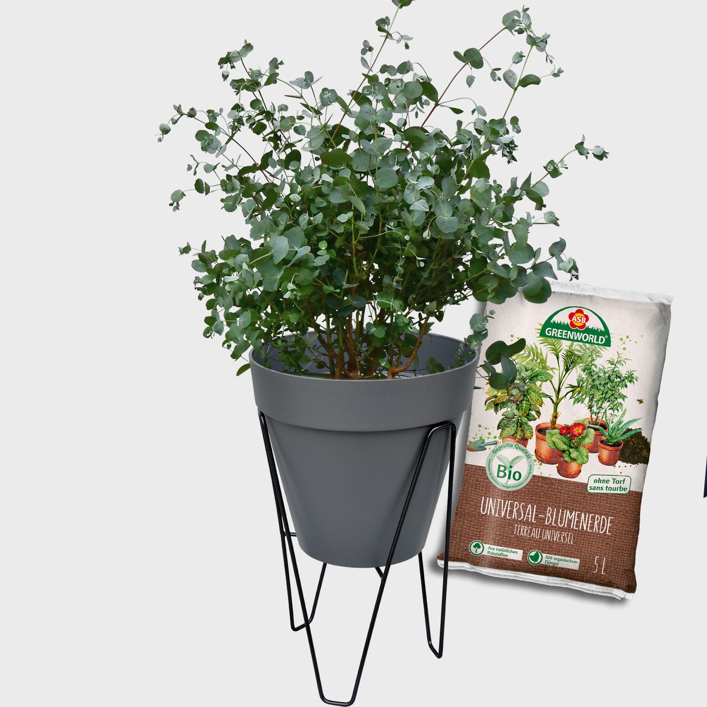 Loft Pflanzkübel Set Duftender Eukalyptus