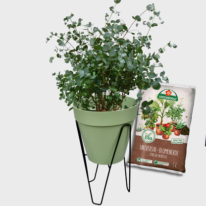 Loft Pflanzkübel Set Duftender Eukalyptus