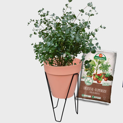 Loft Pflanzkübel Set Duftender Eukalyptus