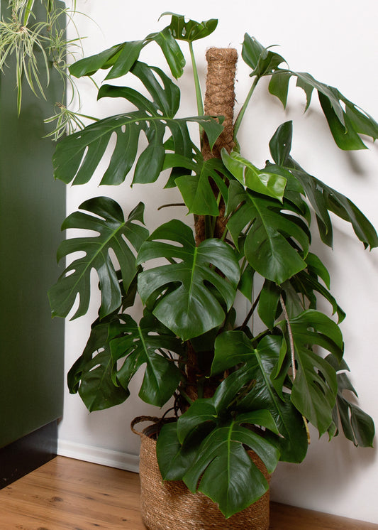 Echte XXL Monstera am Stab 150cm