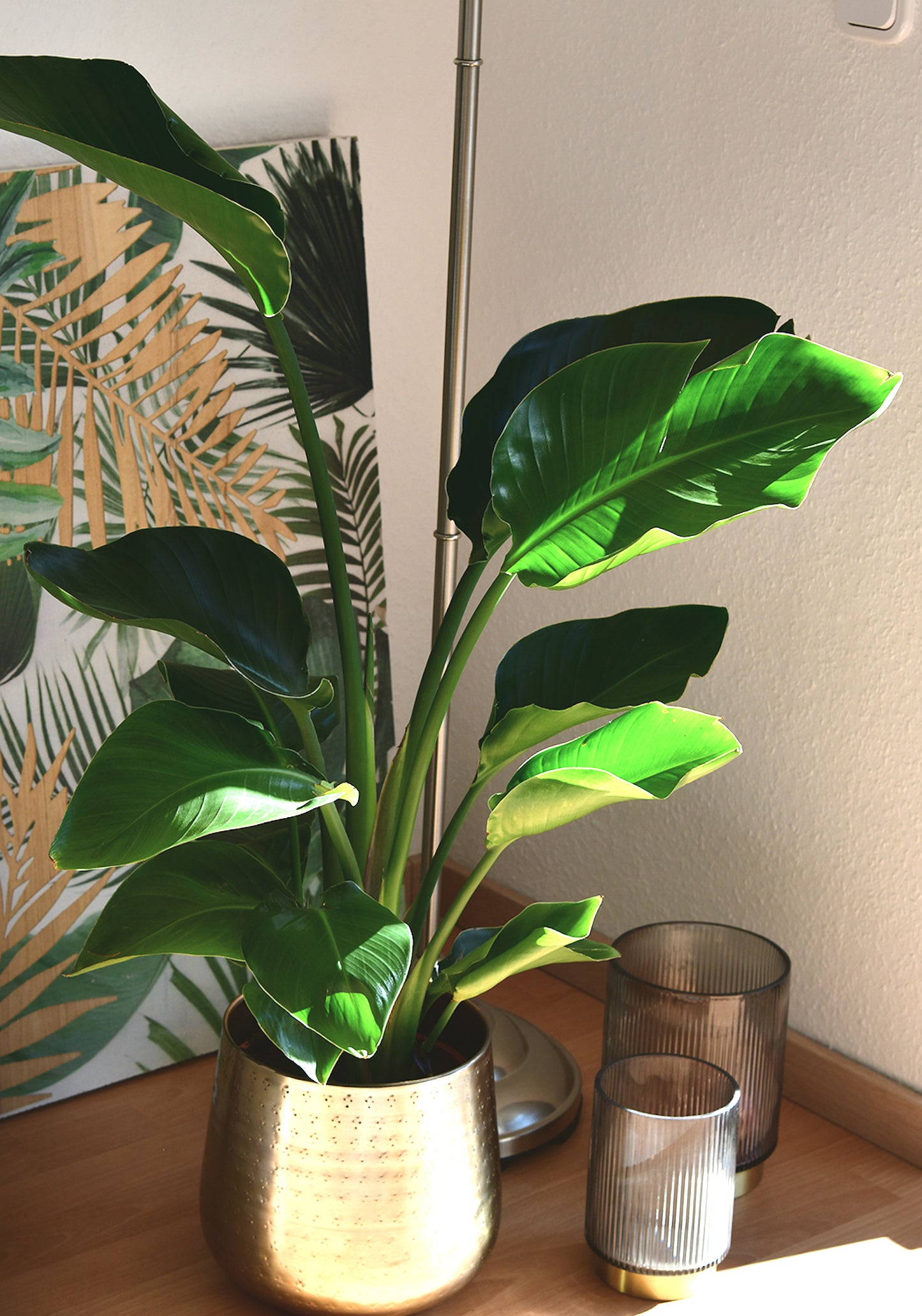 SPECIAL OFFER Große Strelitzie, 100-110cm