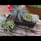 Holzbalkonkasten Set Lila Herbst