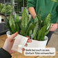 HYDROKULTUR BAD SET: Pflanzgefäß mit Hängepflanzen