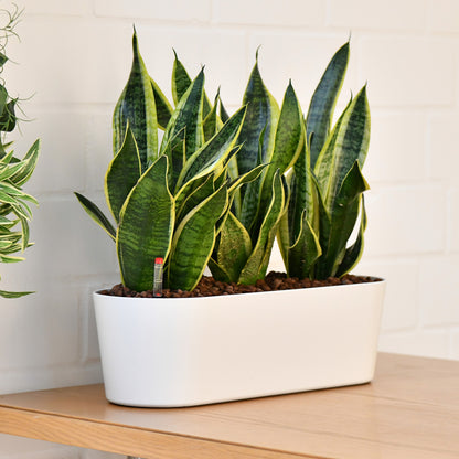 Hydro Büropflanzen Set Sideboard Sansevieria